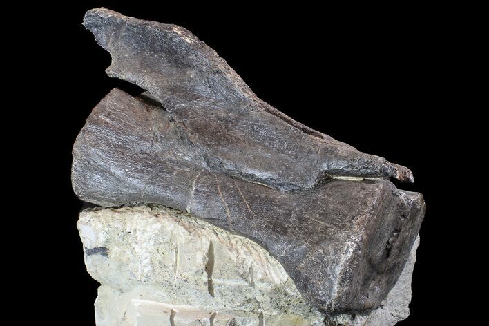 Diplodocus Vertebrae In Sandstone - Killer Specimen #77936